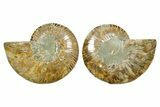 Cut & Polished Ammonite Fossil - Madagascar #364784-1